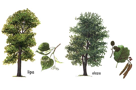 rośliny - drzewa_02.jpg