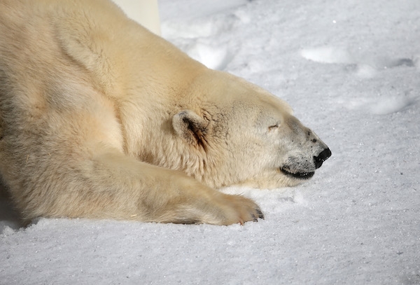  RATUJMY NIEDŹWIEDZIE POLARNE - polar-bears 1.jpg