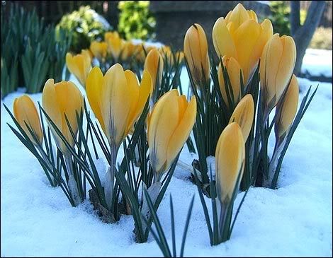  Wiosna - flowers--Kwiaty--wow--blumen----spring--miscelania_large.jpg