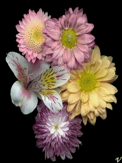 KWIATY - flowers_36nhmx54.gif