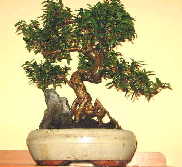 DRZEWKA BONSAI - bonsai 1191.jpg