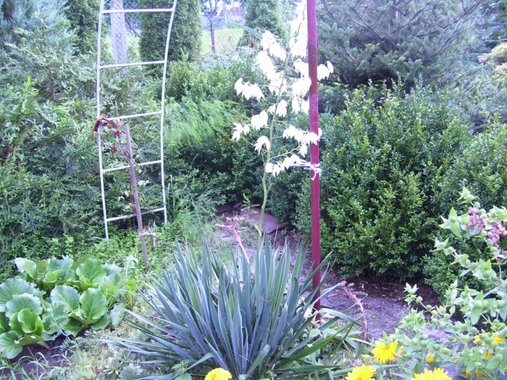 OGRODY - w ogrodzie ---Juka kwitnąca 002.jpg