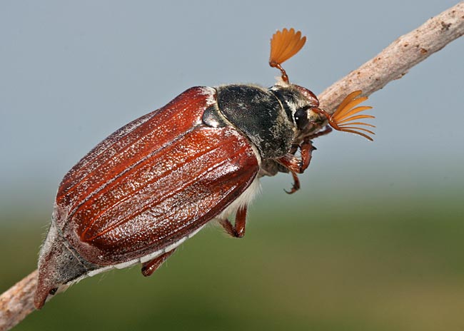 entomologia leśna - melolontha-melolontha czarne przedplecze wlochaty.jpg