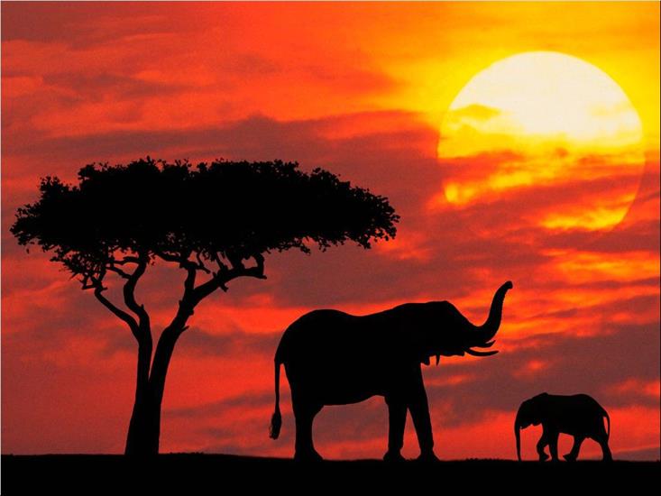 krajobrazy - Silhouetted_Kenya.jpg