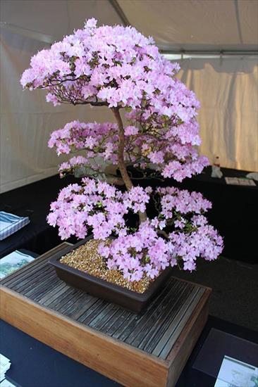 Drzewka Bonsai - Drzewko bonsai.jpg