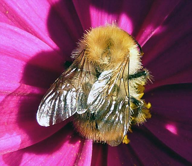Pszczoły - P1030486A.jpg