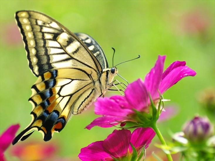Motyle - Mariposas 14.jpg