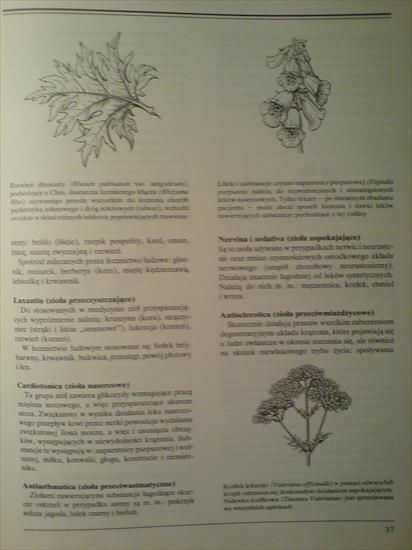 Rośliny lecznicze - Jan Volak, Jiri Stodola - 037.JPG