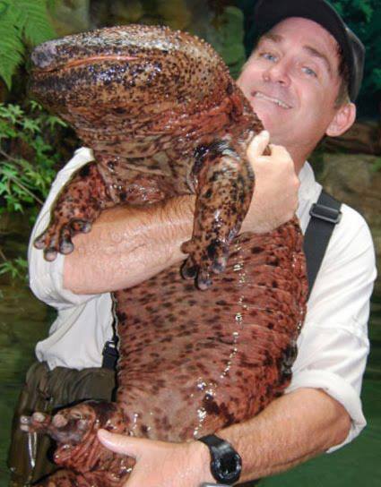 Dziwne zwierzęta, o których istnieniu mogłeś nie wiedzieć - 23 Salamandra olbrzymia chińska.jpg
