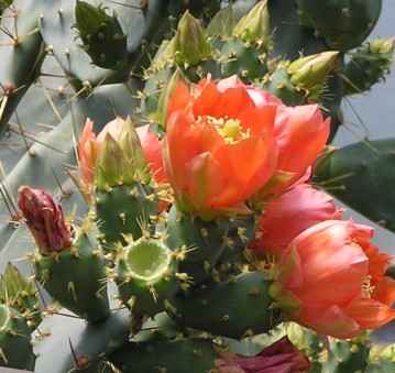 Kwitnące kaktusy - 62.jpg