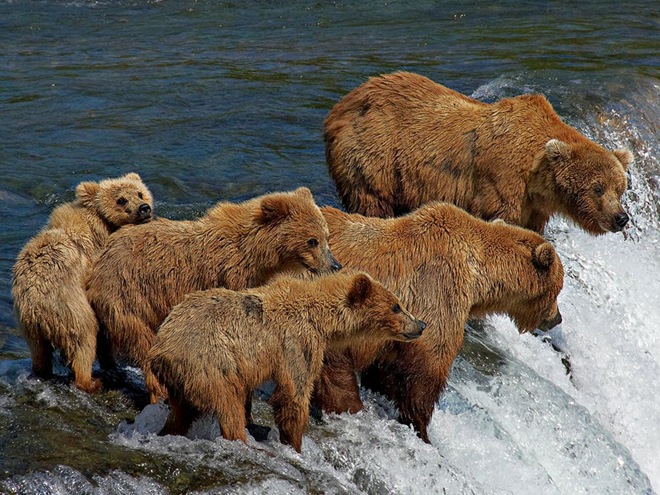 The Best Animal Pictures   Q - GrizzlyBears.jpg