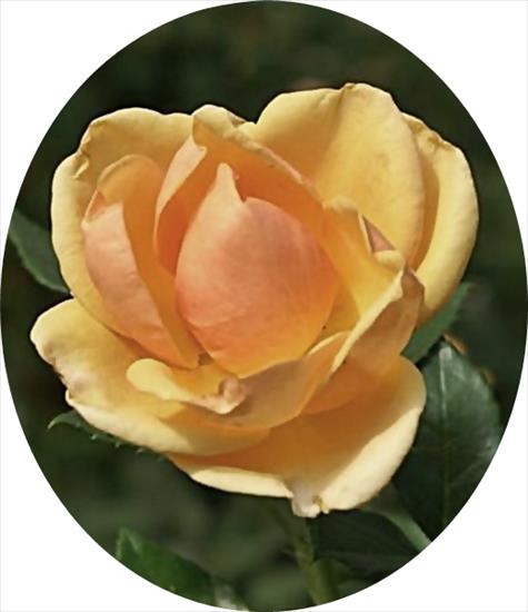 róże 6 - apricot_rose_wallpaper-dsc00502-crop-crop.jpg