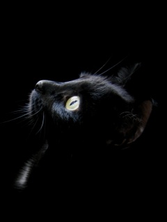 Tapety na komórkę Sony Ericsson W595 - Black_Cat.jpg