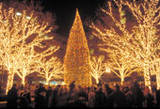 KANADA - christmastree.jpg