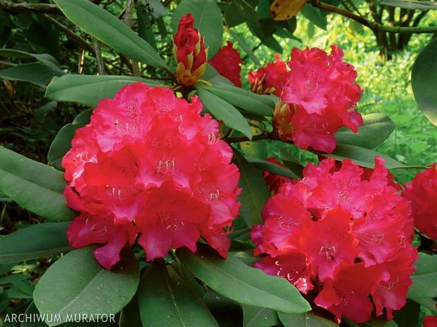 rododendrony - rododendron.jpg