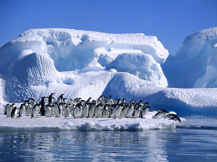 Antarktyda - Adelie Penguins in Hope Bay, Antarctica.jpg