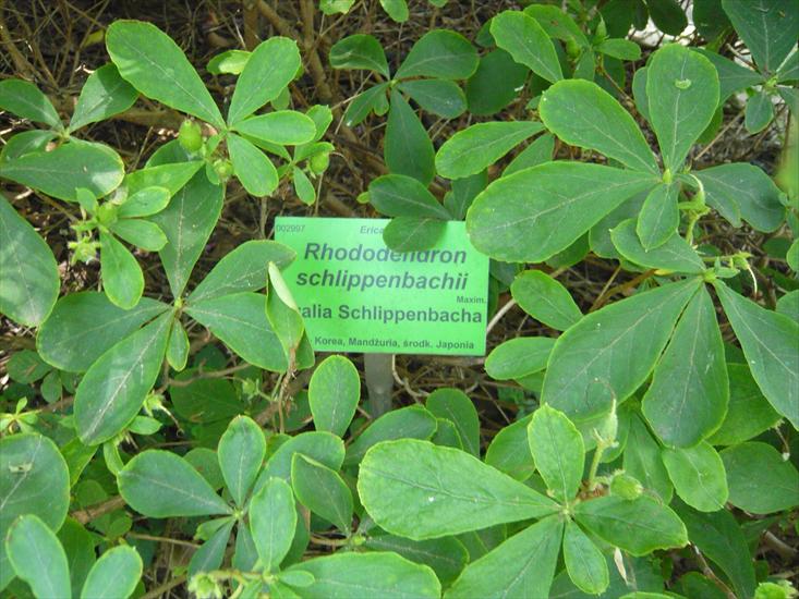 Szata roślinna - Rhododendron schlippenbachii - azalia Schlippenbacha 1.JPG