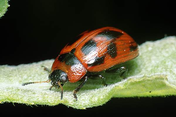 MAKROFOTO  CHRZĄSZCZE - Szaburga dziesięciokropka Phytodecta viminalis L.,,,.jpg