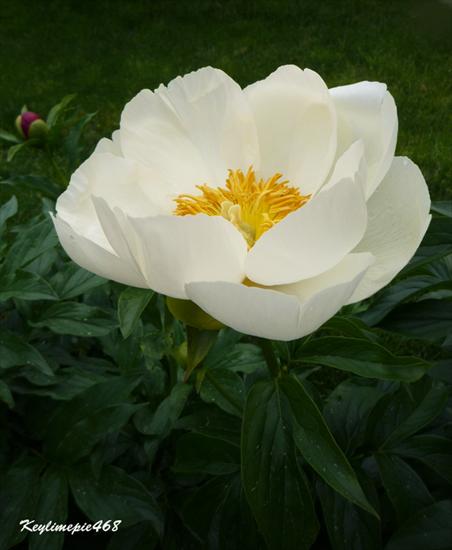 Peonie - 3573686973_7107e682fe_o.jpg