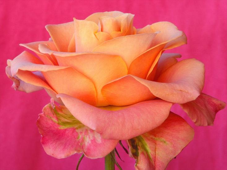 Kocham róże - tapety-11.jpg