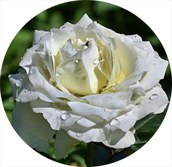 róże 5 - beautiful_white_rose-dsc02063-crop.jpg