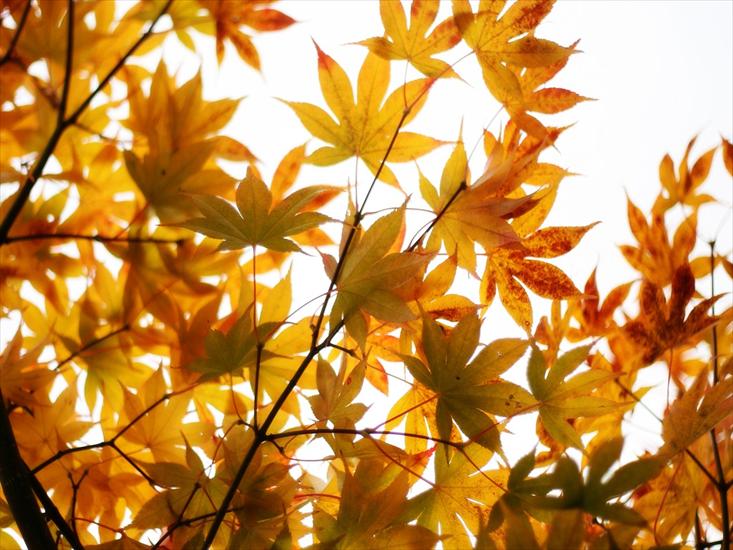 liscie jesienne - autumn.jpg
