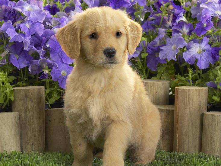 psy - Yellow Labrador Puppy1.jpg