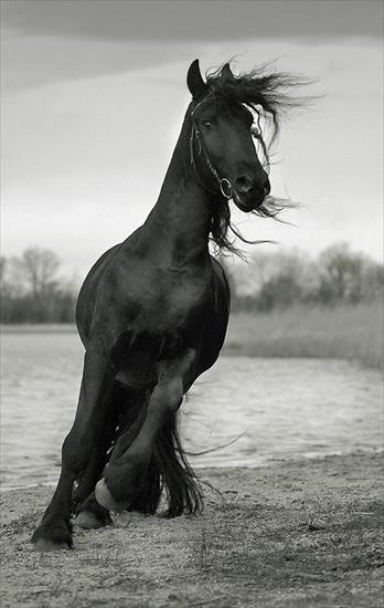 Konie - 009_horses.jpg